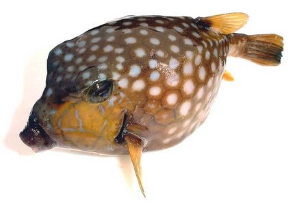 ハコフグ 宮崎の魚