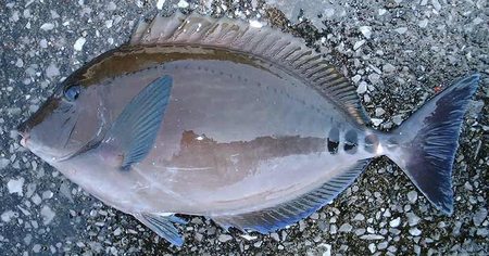 ニザダイ 宮崎の魚