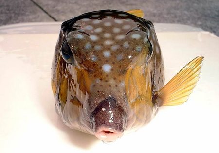 ハコフグ科アーカイブ 宮崎の魚