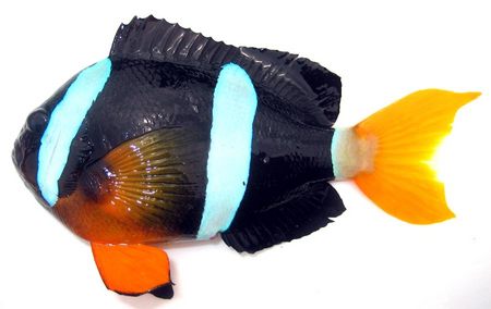 クマノミ - 宮崎の魚