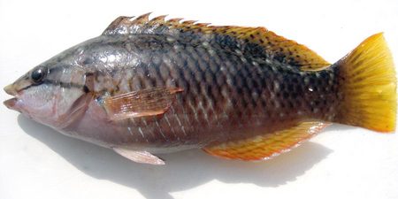 ベラ科アーカイブ 宮崎の魚