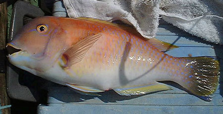 イラ 宮崎の魚