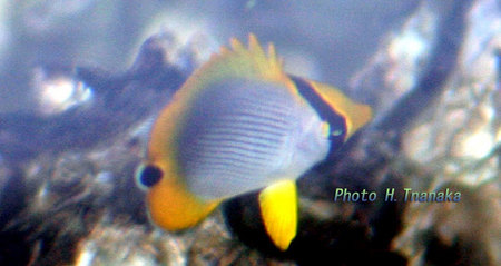 アケボノチョウチョウウオ 宮崎の魚