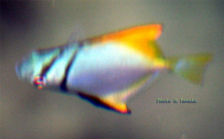ヒメツバメウオ 宮崎の魚