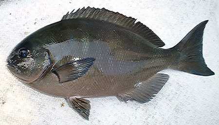 クロメジナ 宮崎の魚
