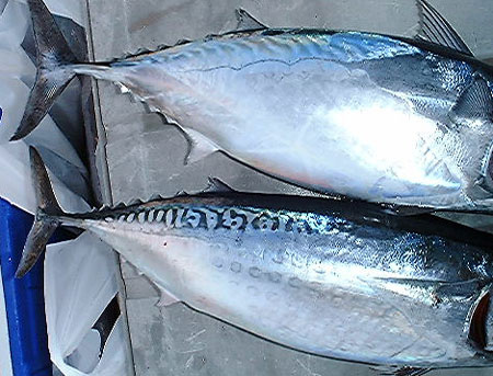 ヒラソウダ 宮崎の魚
