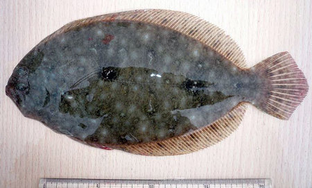 ヒラメ科アーカイブ 宮崎の魚