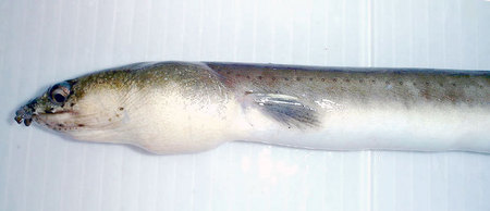 ホタテウミヘビ 宮崎の魚