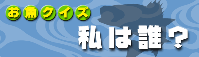 �����N�C�Y�@���͒N�H